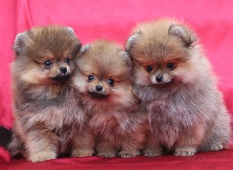 chihuahua pomeranian puppies for sale.